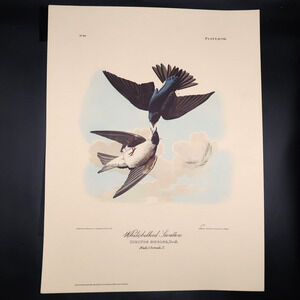 JJ Audubon White-Bellied Swallow Print 12 x 16 Milwaukee Public Library